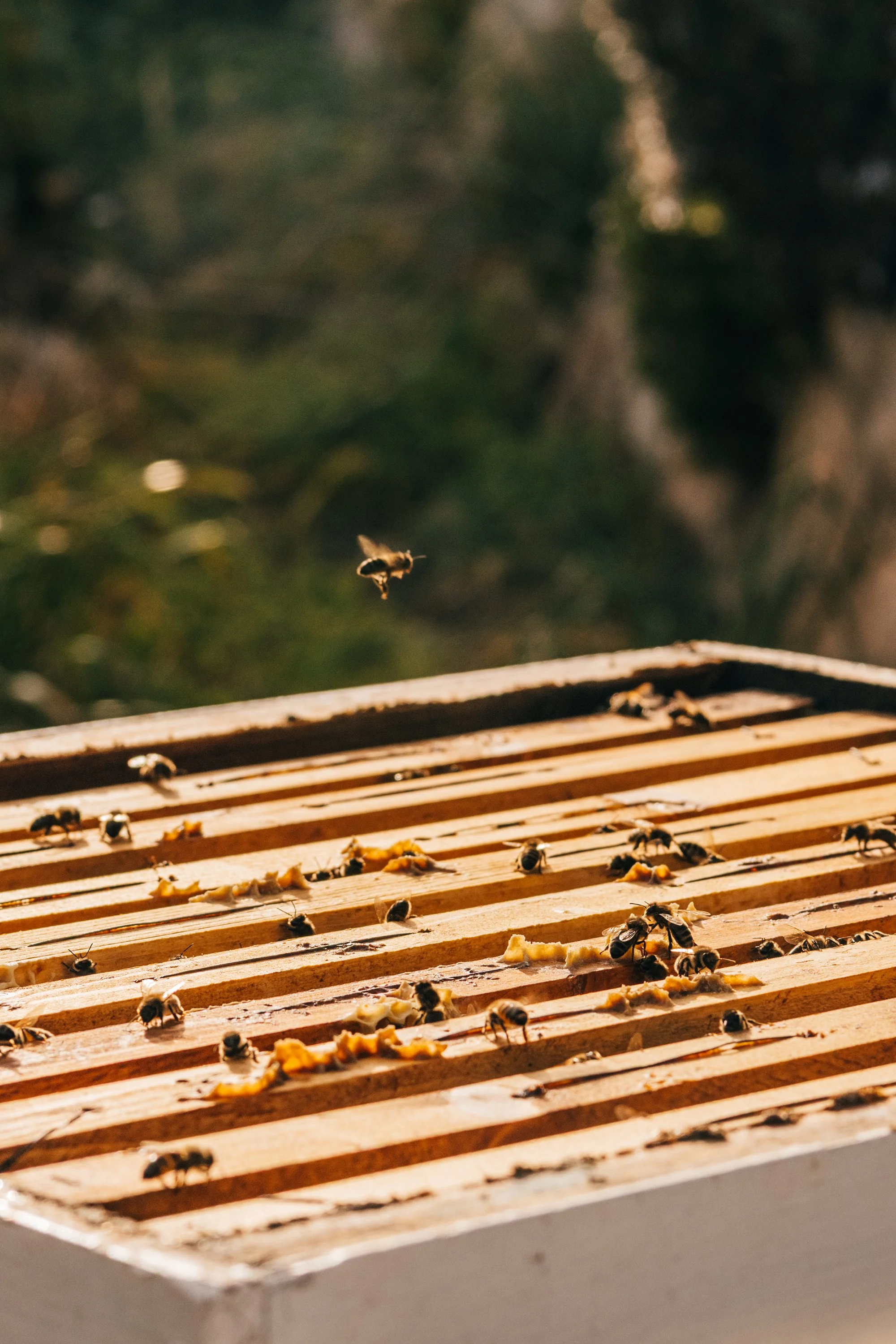 20250406_BeestowBees_GaelleBeri_0049.jpg (Copy)