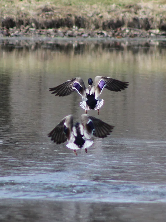 ducks 3.jpg