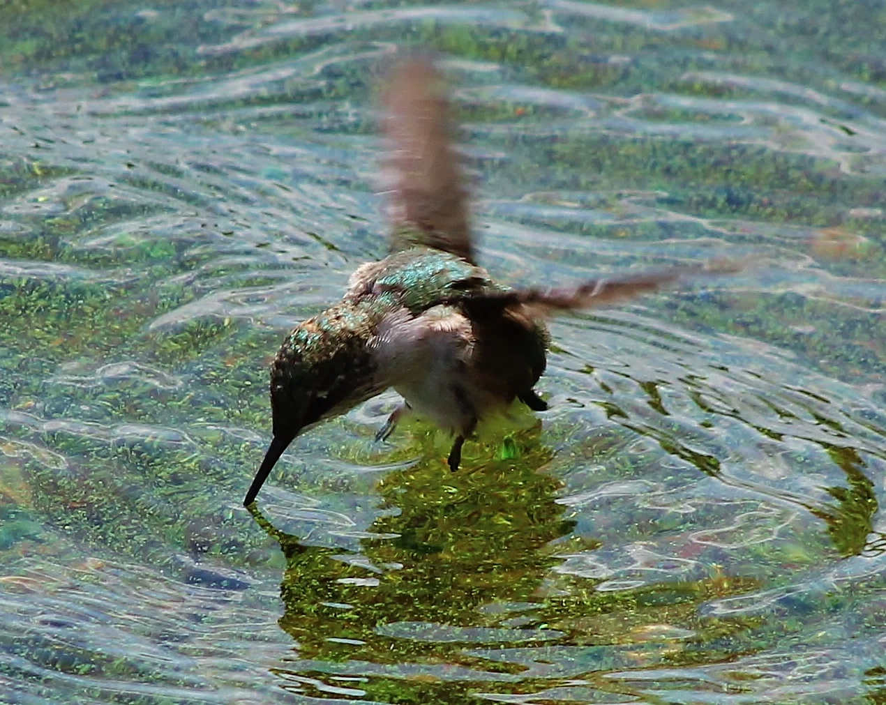 IMG_8139.jpg