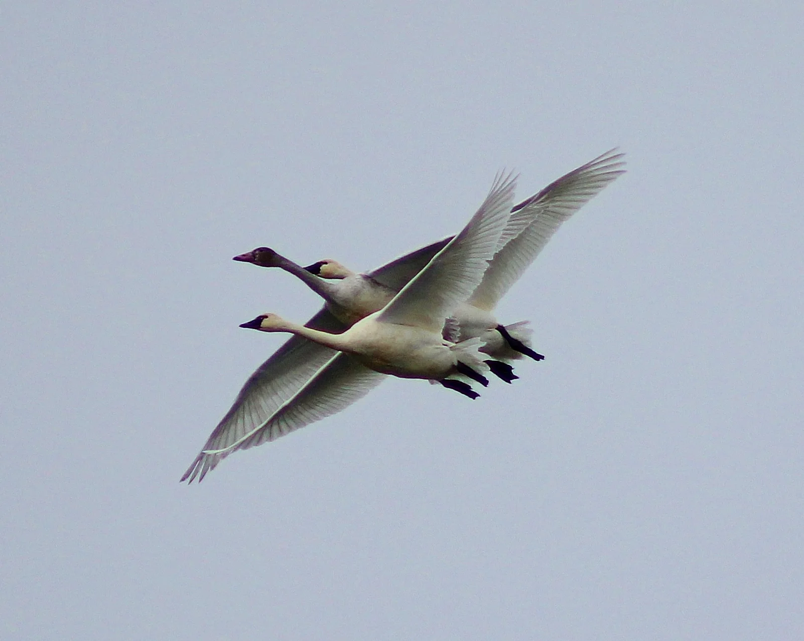 IMG_6726.jpg