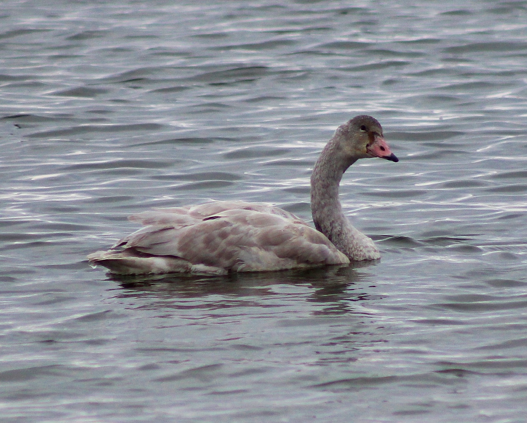 IMG_6743.jpg