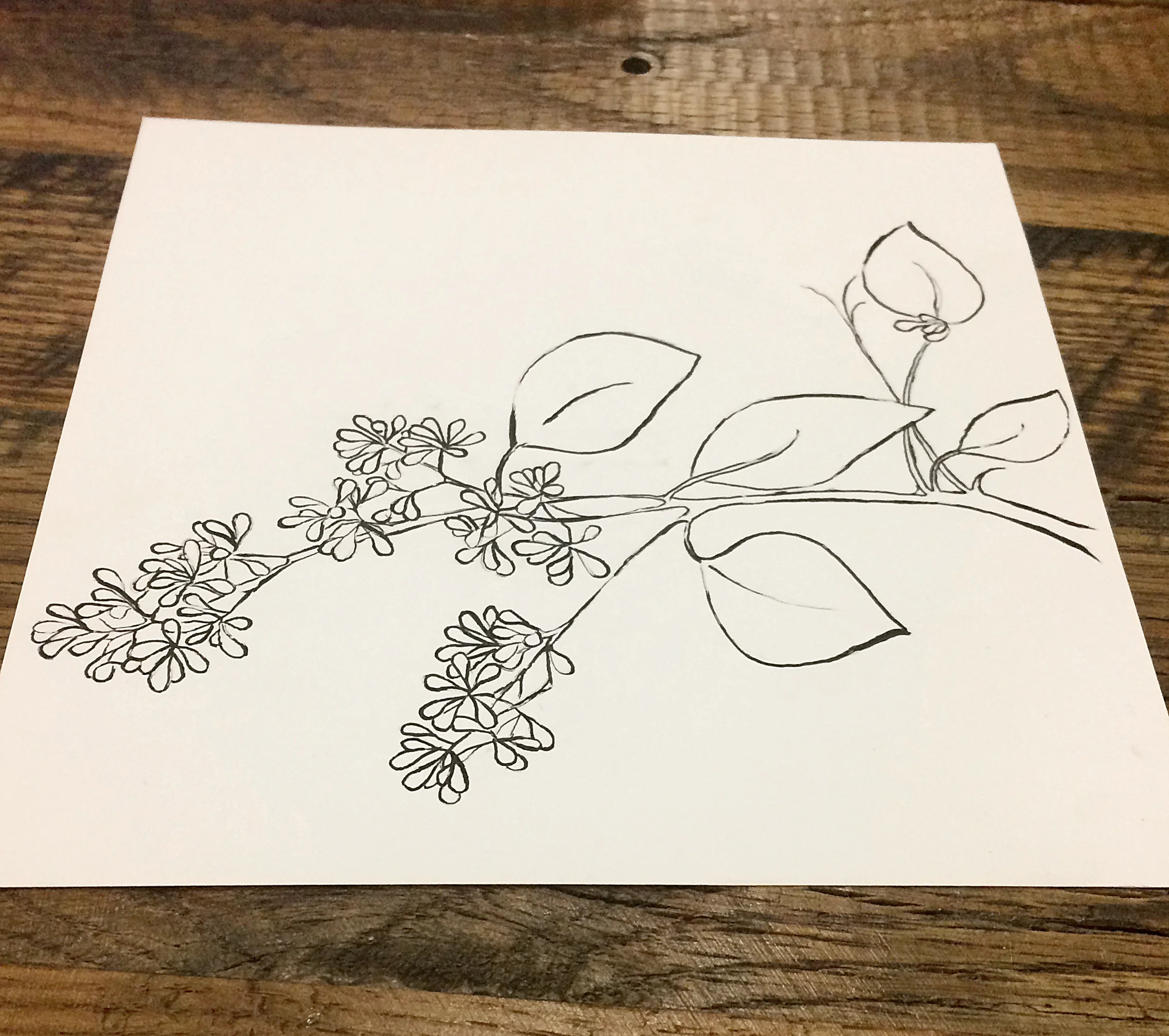 Flowering eucalyptus illustration-WIP