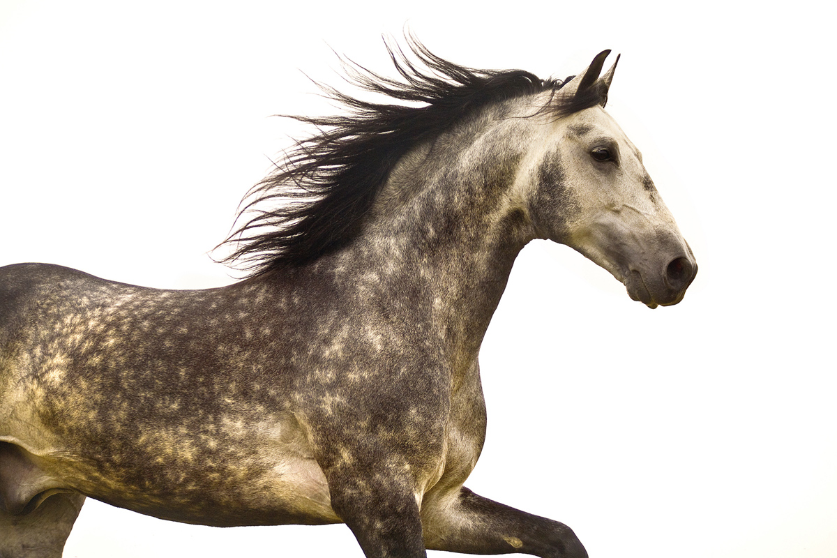 Equine Art 05