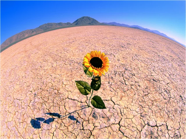 Bloom where you are planted!