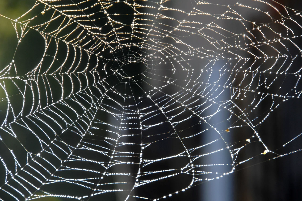 Spiderwebs At 5 A.M.