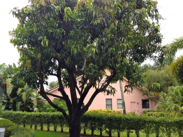 Who Stole My Mangoes?