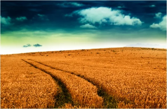 The Farmer's Unspoken Wisdom