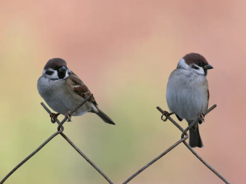 Birds In The Hair
