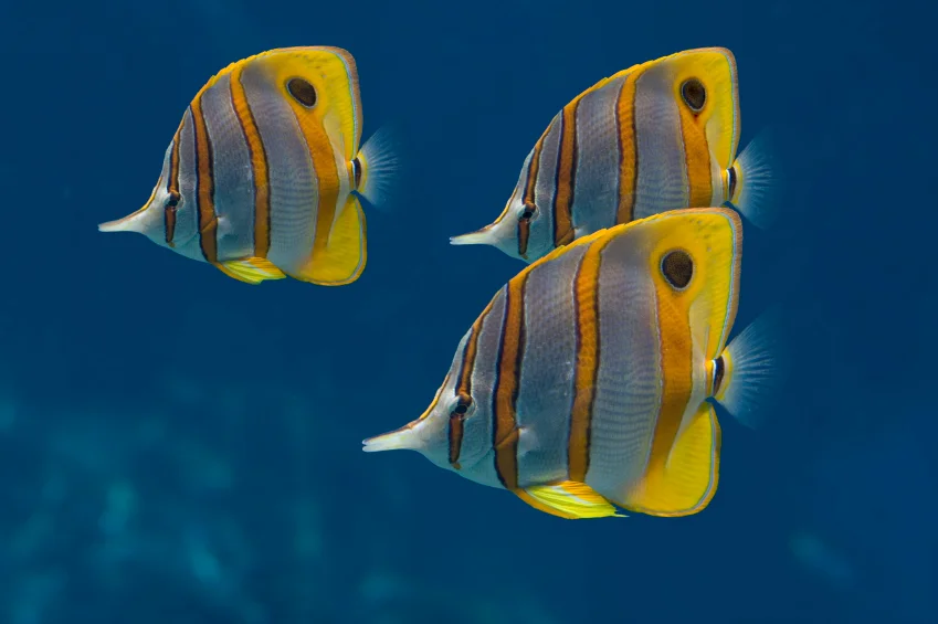 The Most Important Question