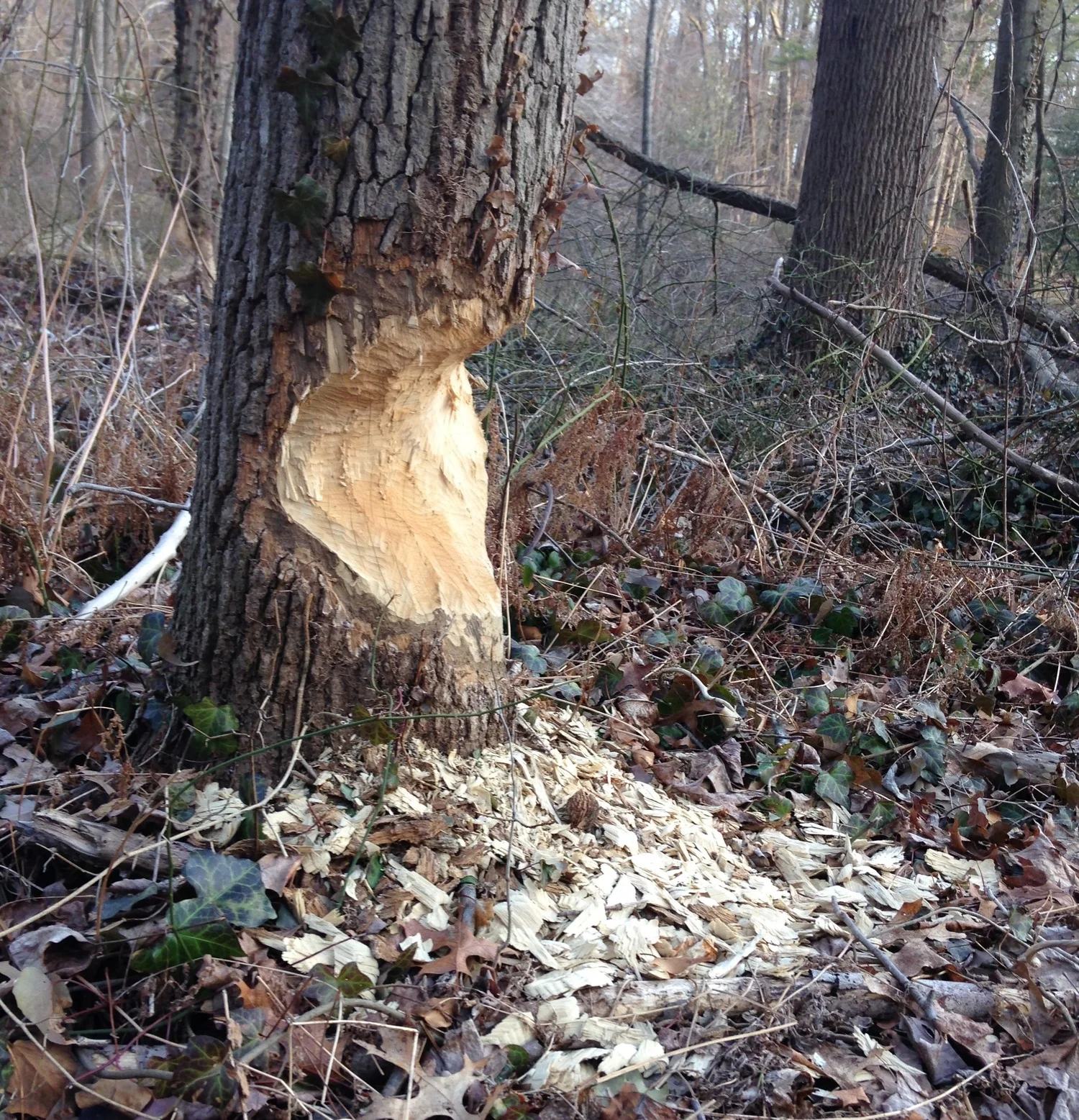 I didn't have to see the beaver ...