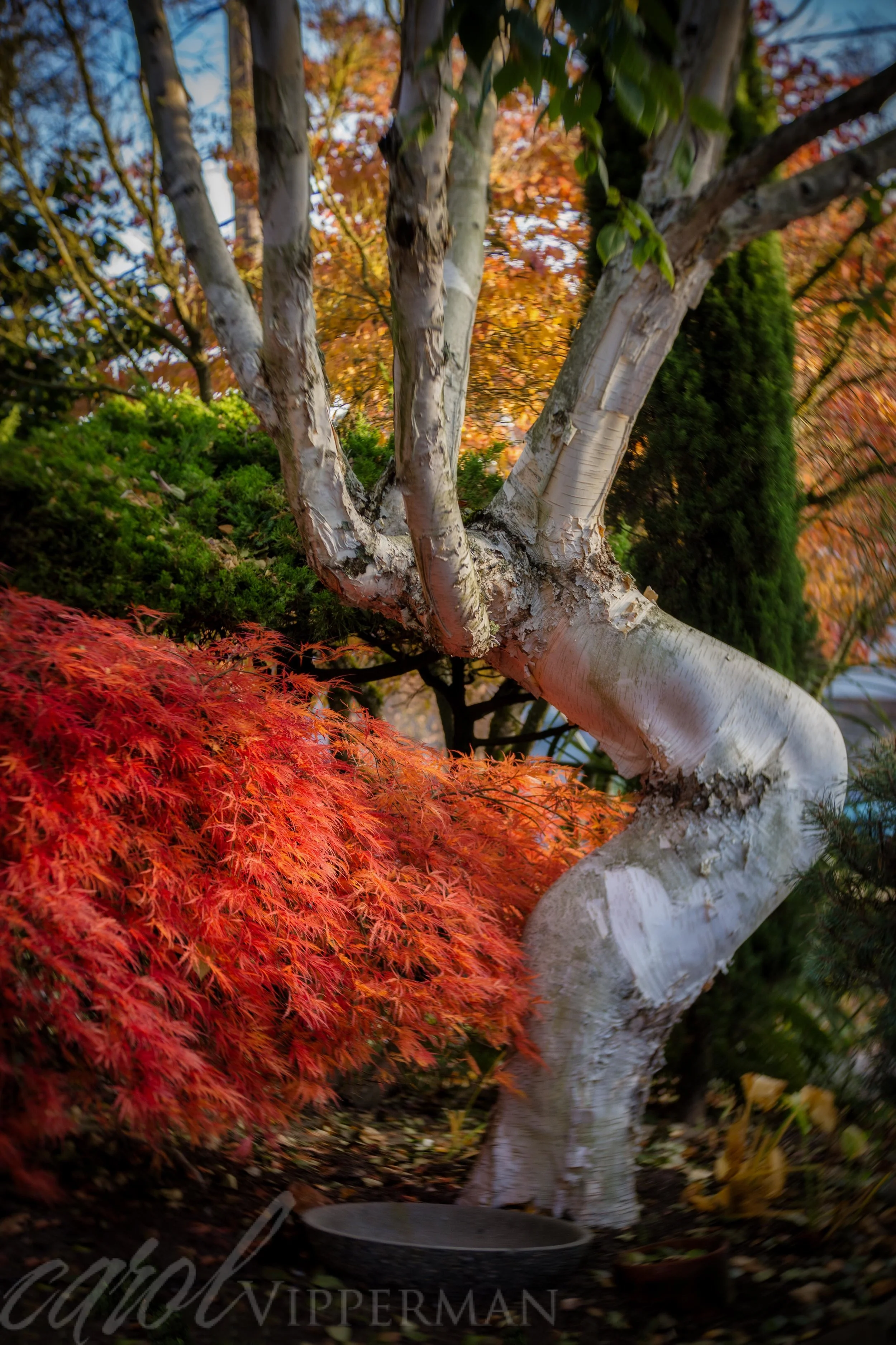 IMG_5659-Edit-Edit.jpg