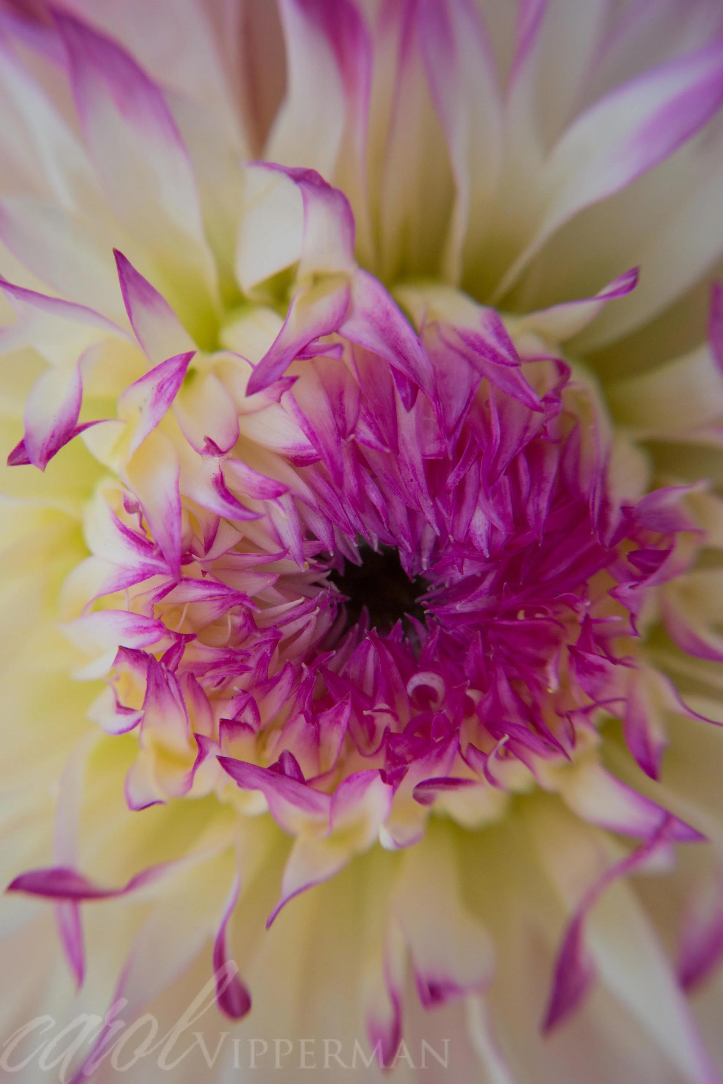 IMG_3243-Edit-Edit.jpg