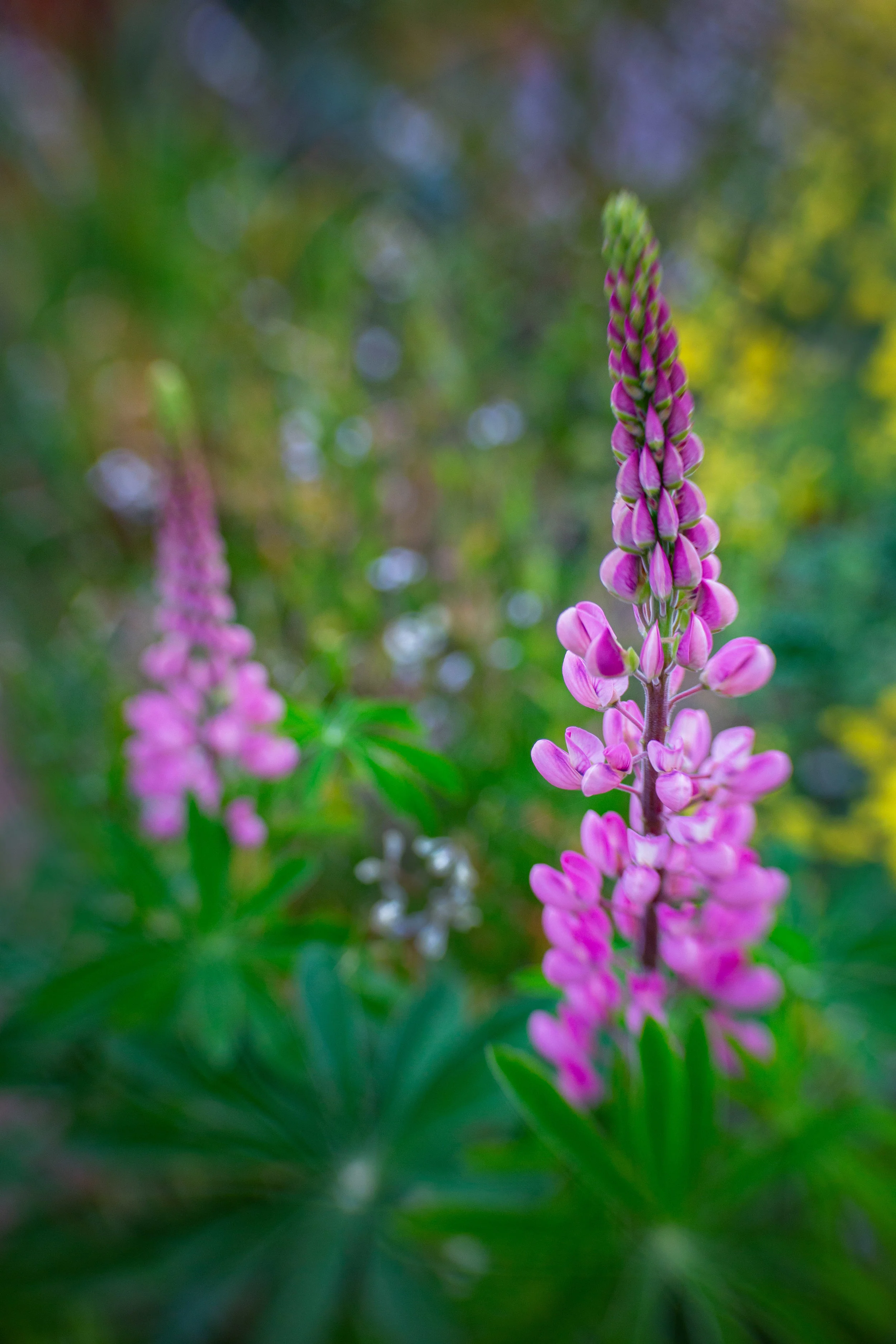 Great bokeh without blades
