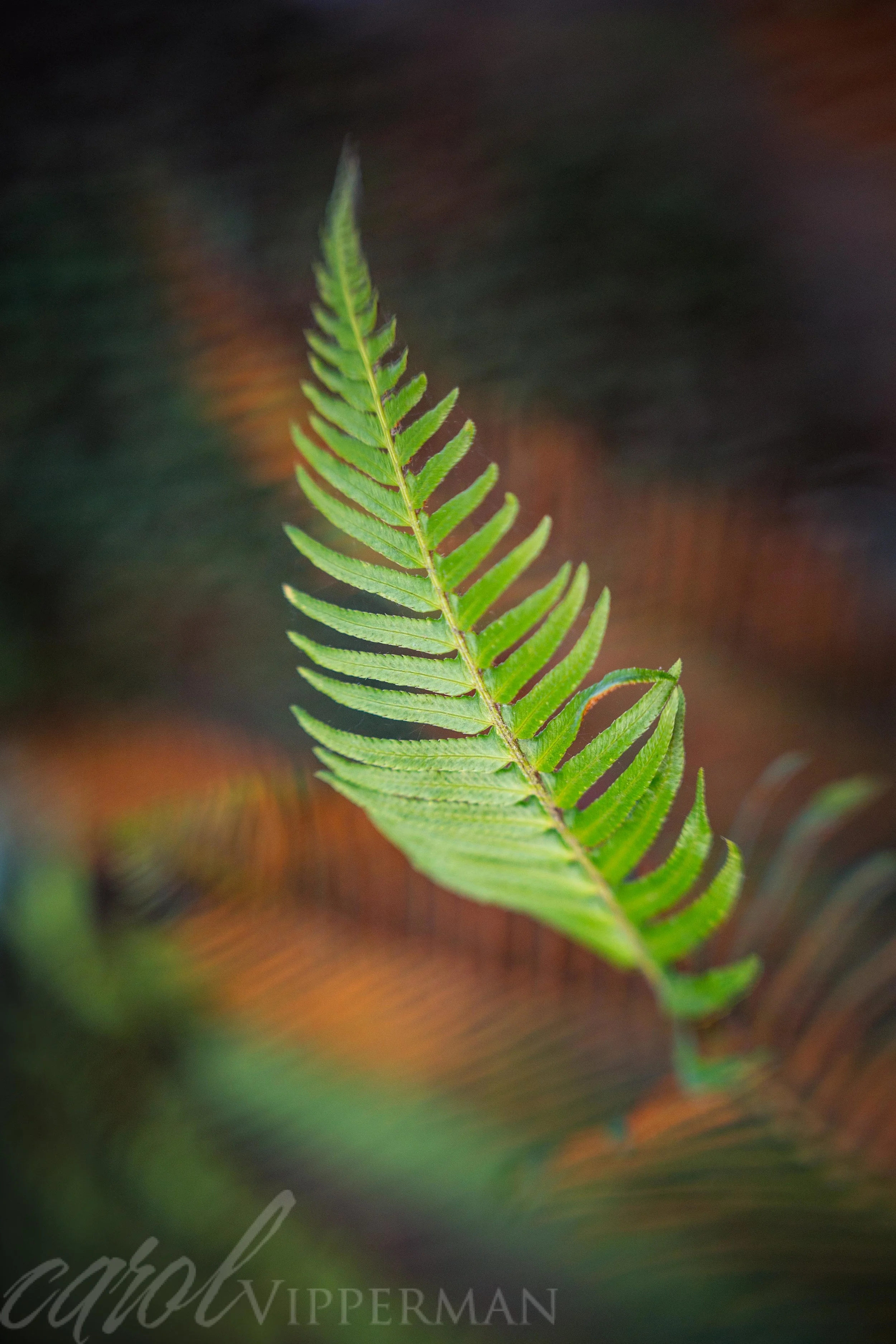 IMG_6084-Edit.jpg