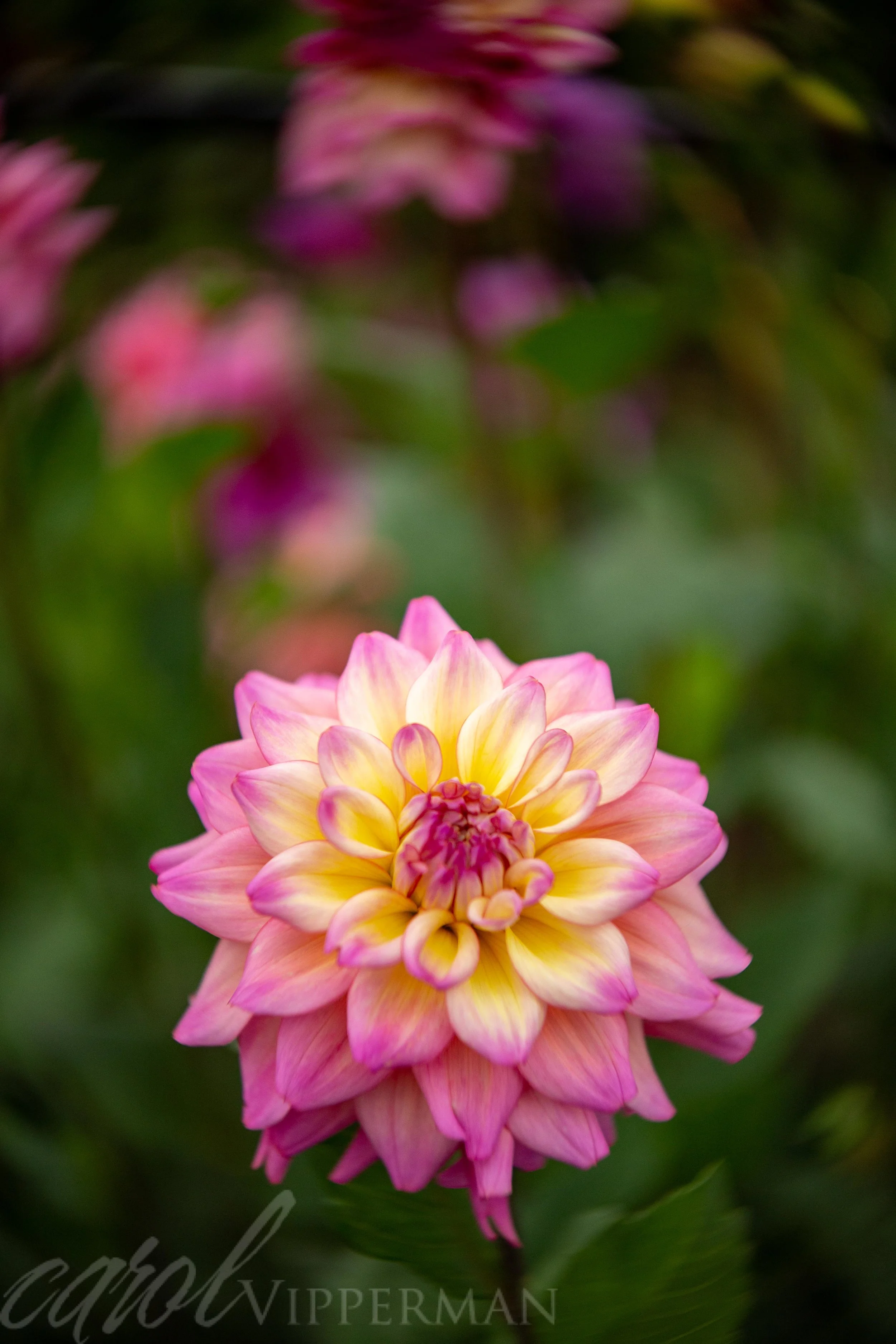 IMG_5601-Edit.jpg
