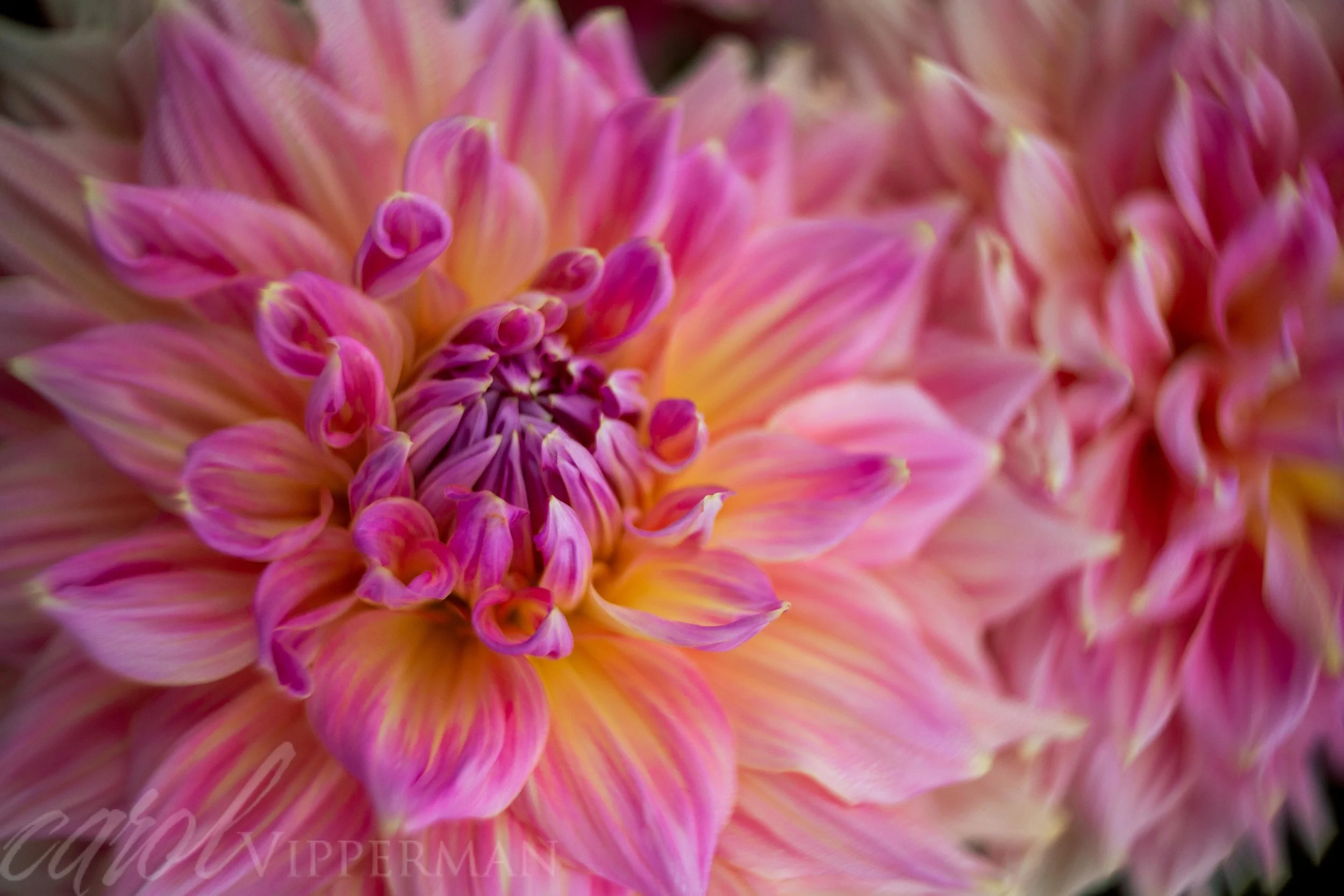 IMG_5699-Edit.jpg