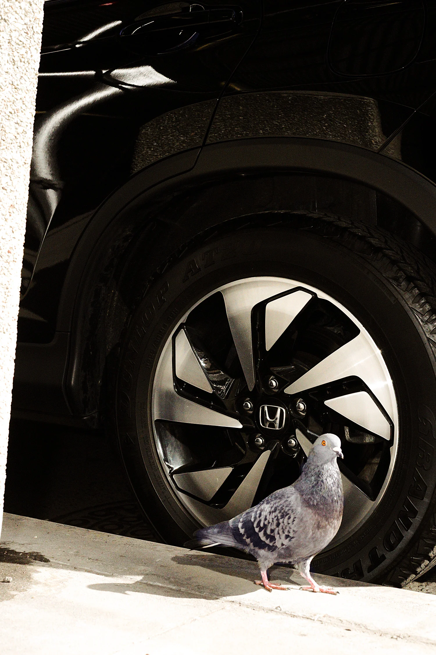 pigeon, NYC, 2017