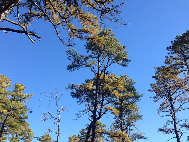 Shortleaf pines - Photo by Inga La Puma