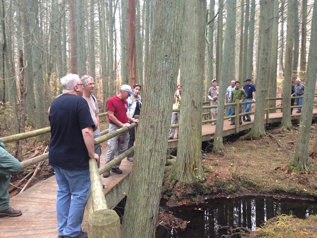 Atlantic white cedar swamp on Stockton University's campus. Photo by Inga La Puma