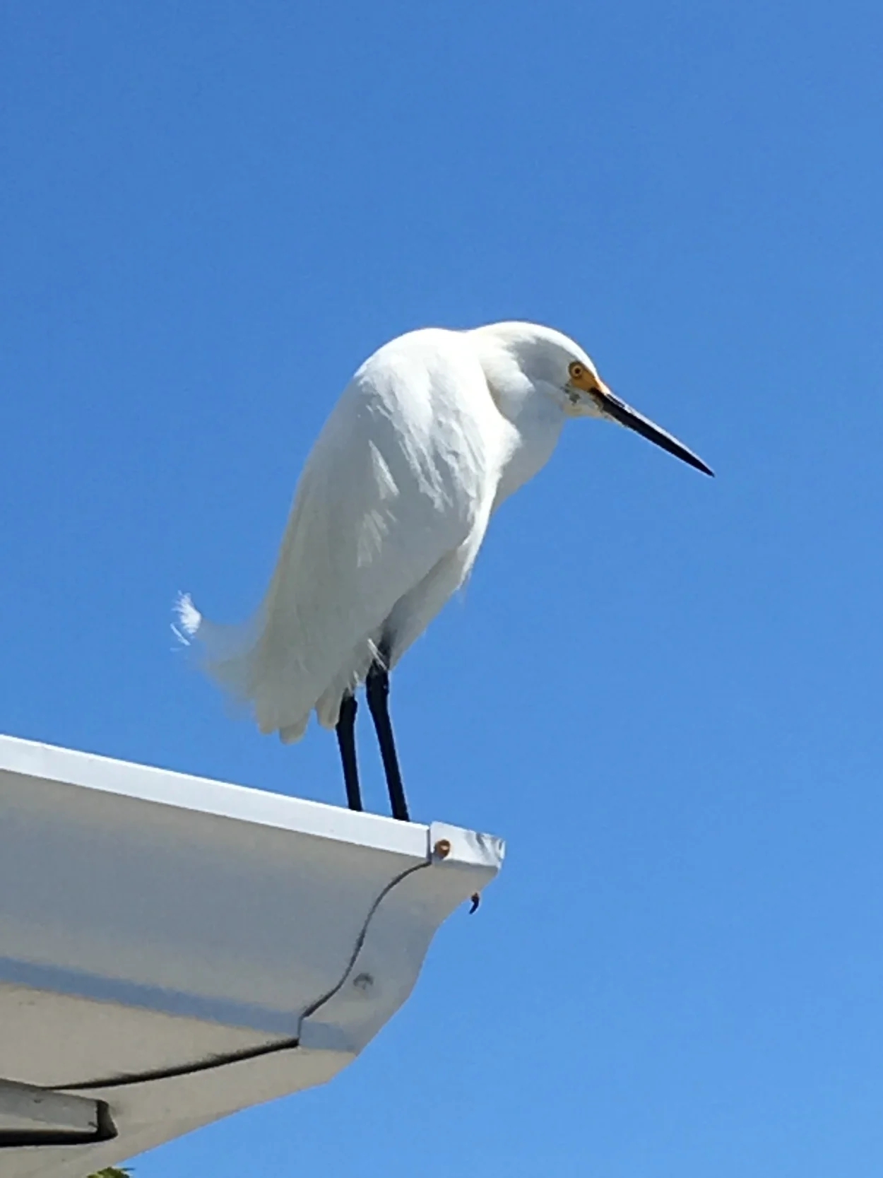 bird on roof.jpg