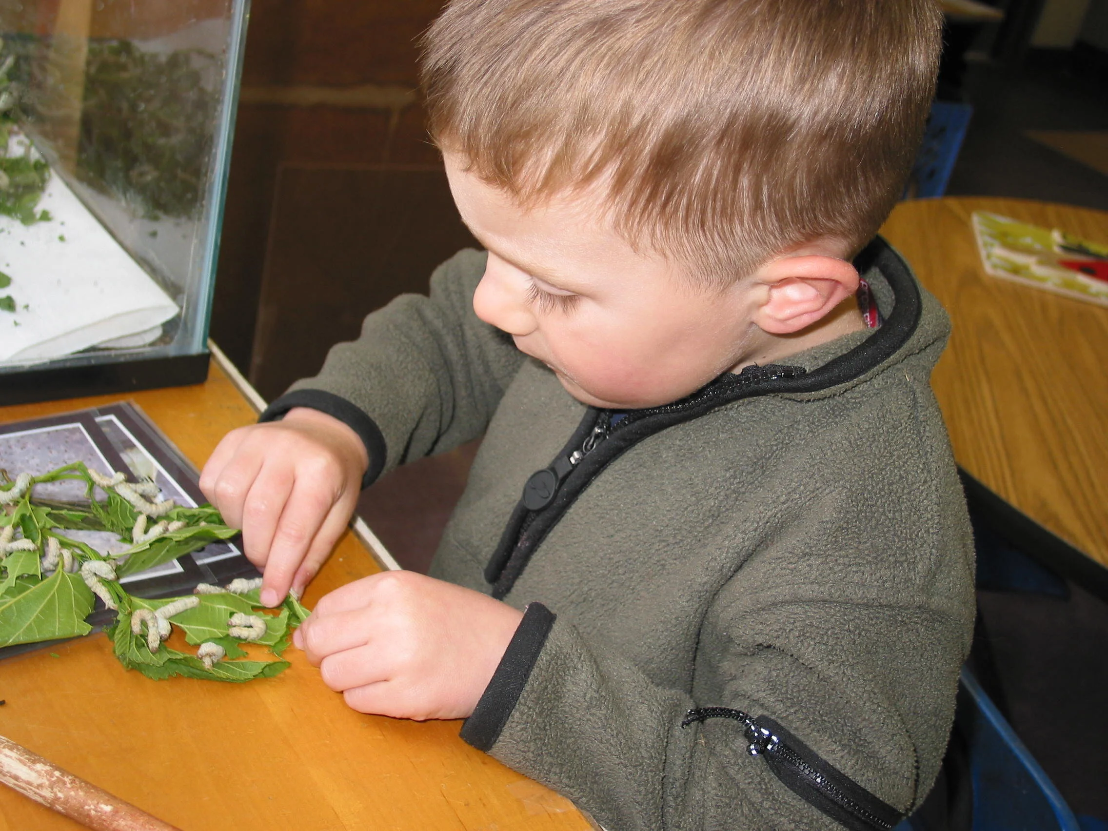 Silkworms at Science Center