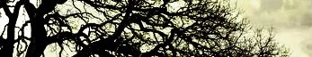 Written on Oak-PB.jpg