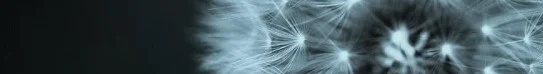 Diana's Dream-B.jpg