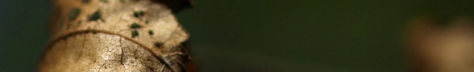 Alice Thinks-Banner.jpg