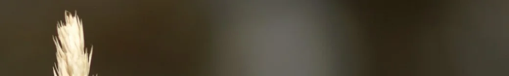 Ants and Angels-Banner.jpg