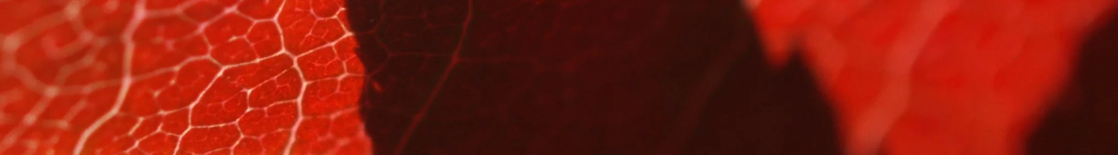 Atonement-Banner.jpg