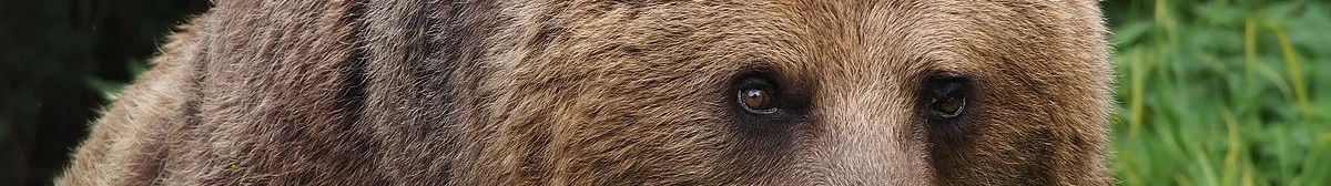 Flannery's Bear-Banner.jpg