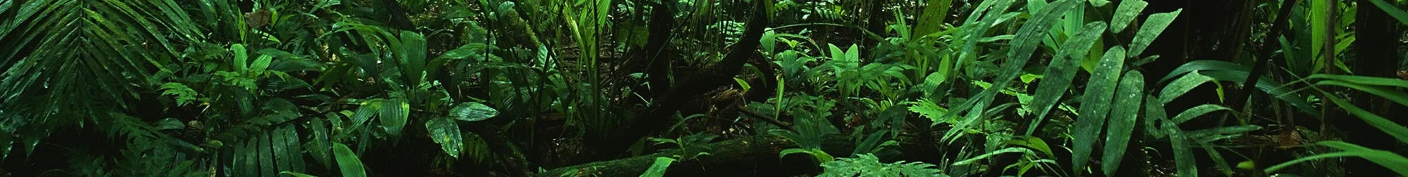The Path Walkers-Banner.jpg