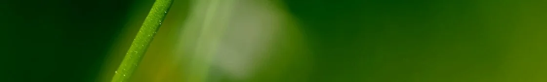 My Name is Blade-Banner.jpg