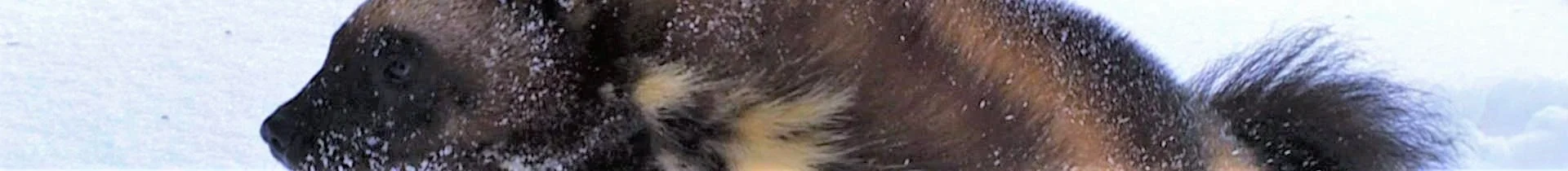 Wolverine-Banner.jpg