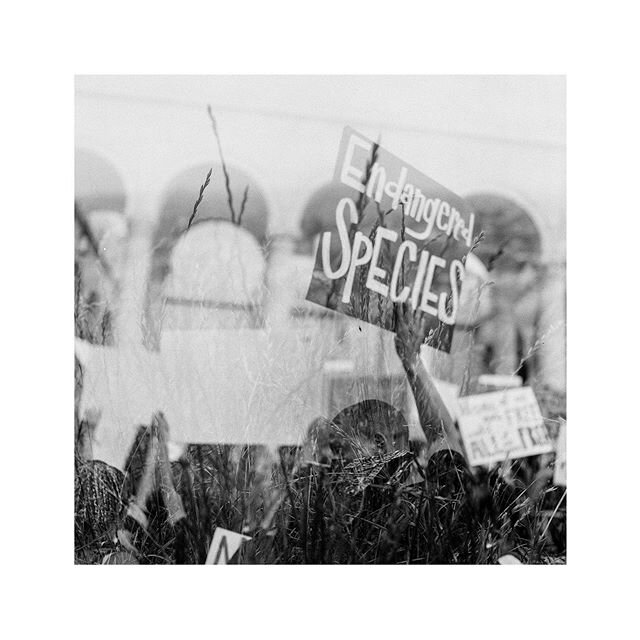 I have to admit that this double exposure was not intentional, but I decided to hang onto it anyways. First frame with the wheat is from an overlook in Torrance, and the second image is from the protest around LA city Hall. #blacklivesmatter #hasselb