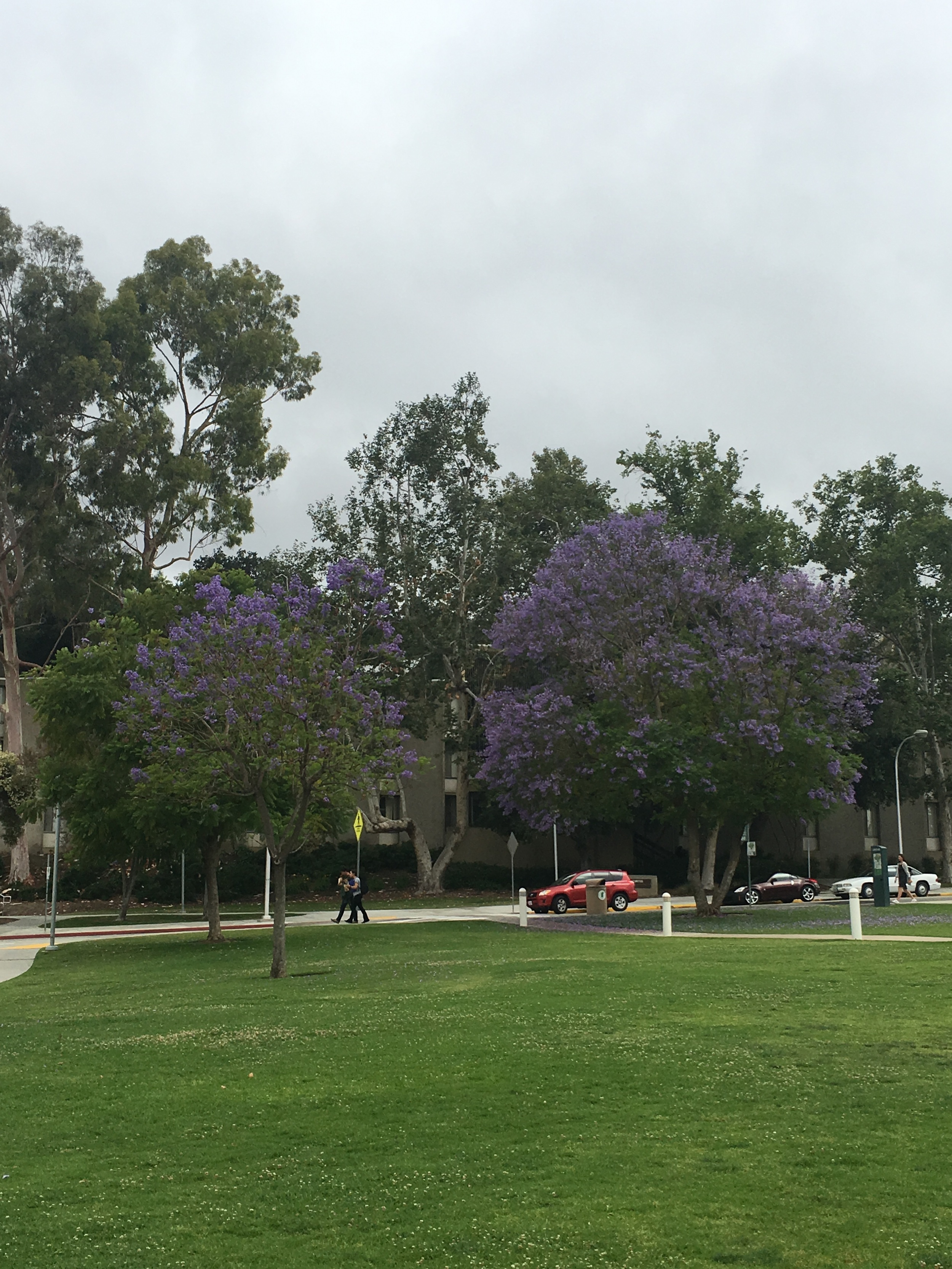 Jacarandas in bloom all around campus!