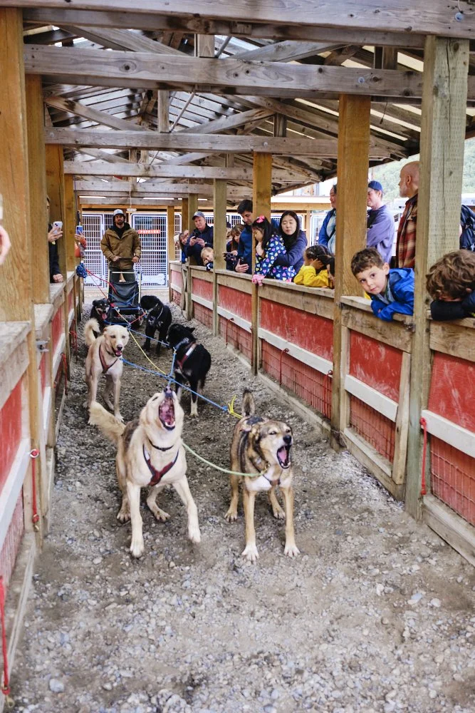 skagway alaska alaskan sled dogs
