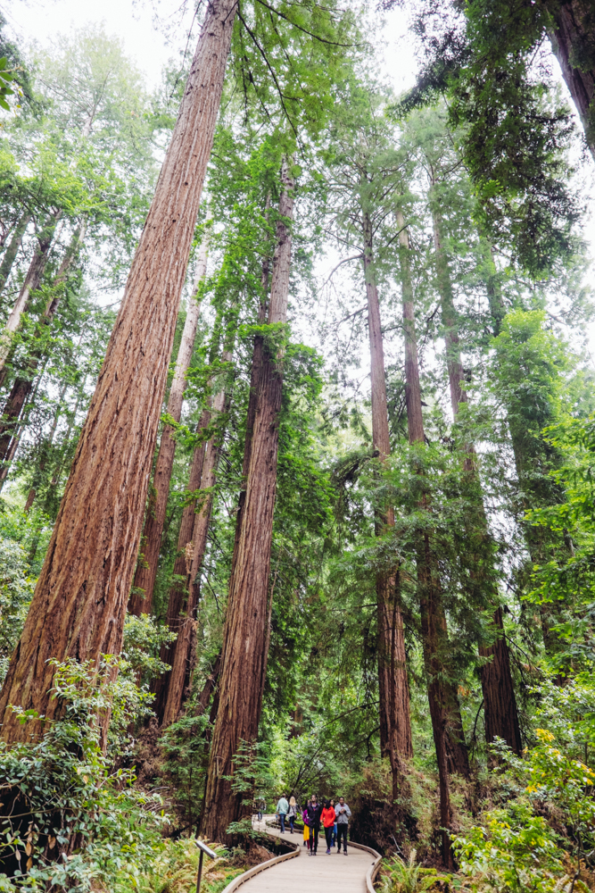 Muir Woods