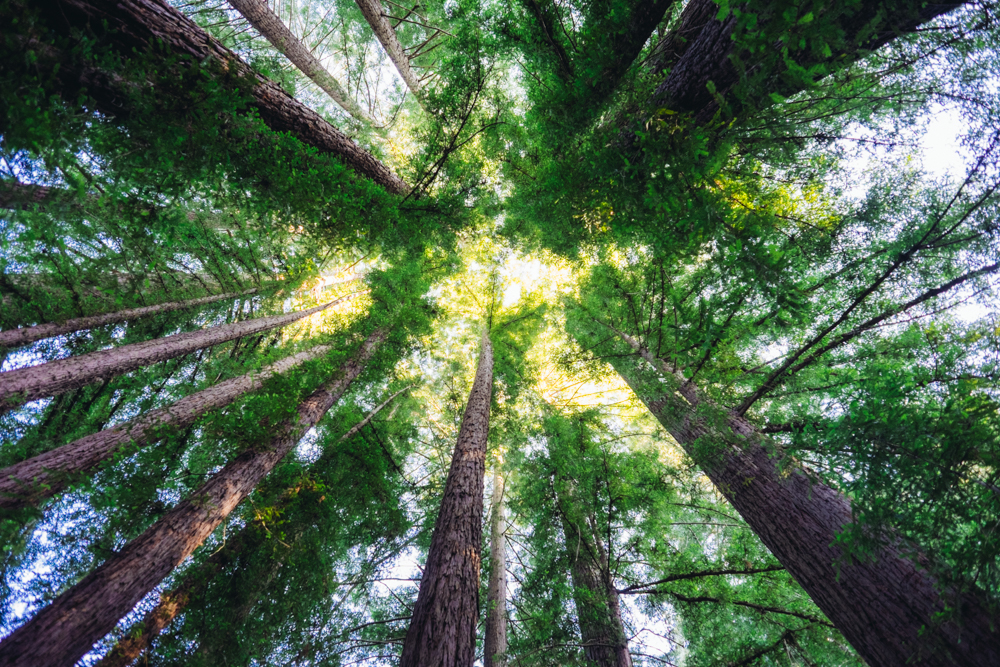 Muir Woods