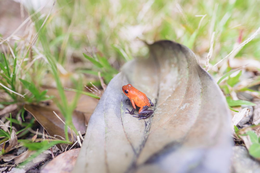 Poison dart frog