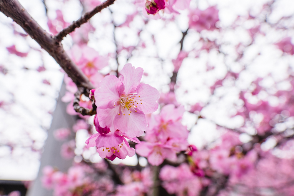 Sakura