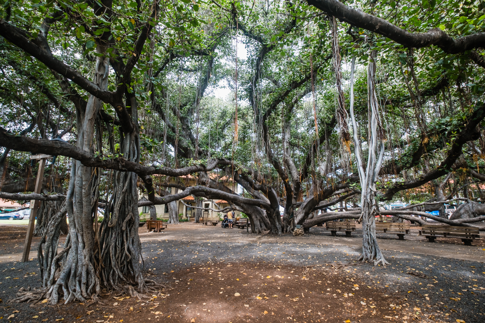 The Banyan Tree in Lahaina in Maui, Hawaii — Thomas Chen Photography
