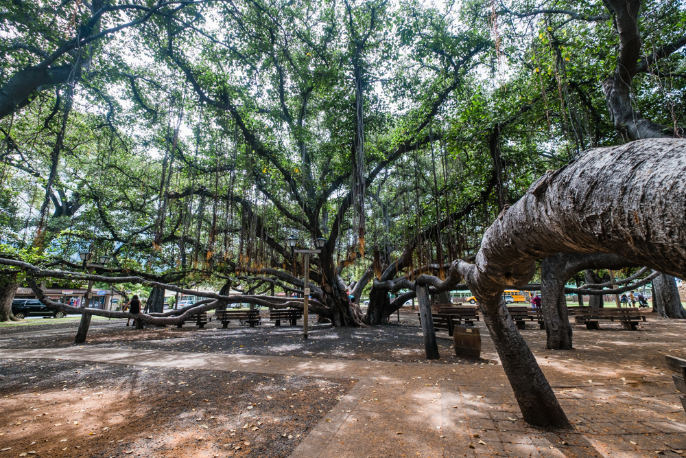 The Banyan Tree in Lahaina in Maui, Hawaii — Thomas Chen Photography