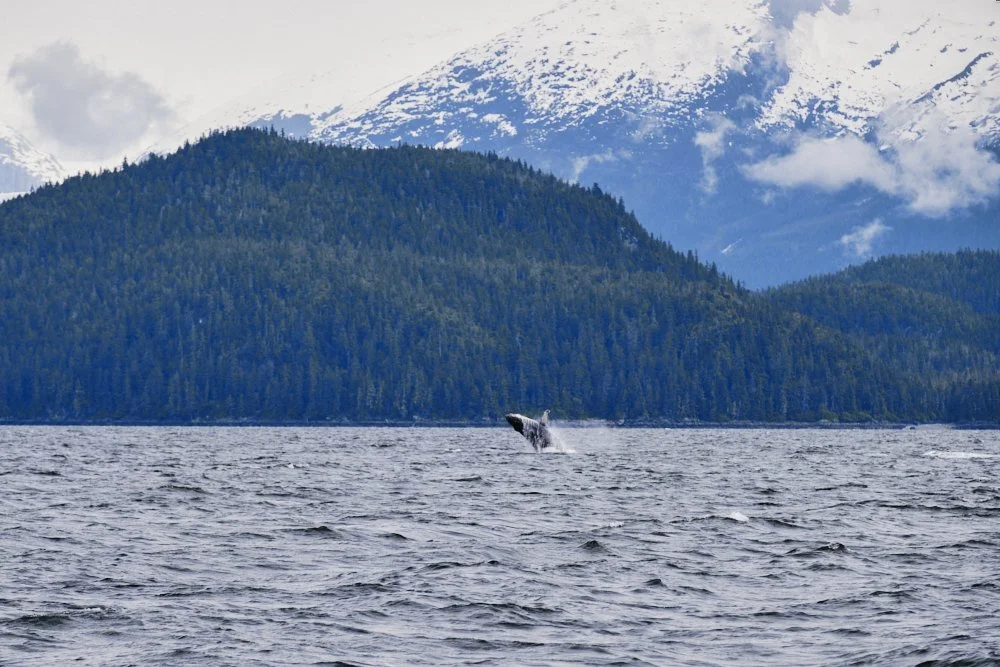 alaska disney cruise juneau auke bay whale watching excursion breaching