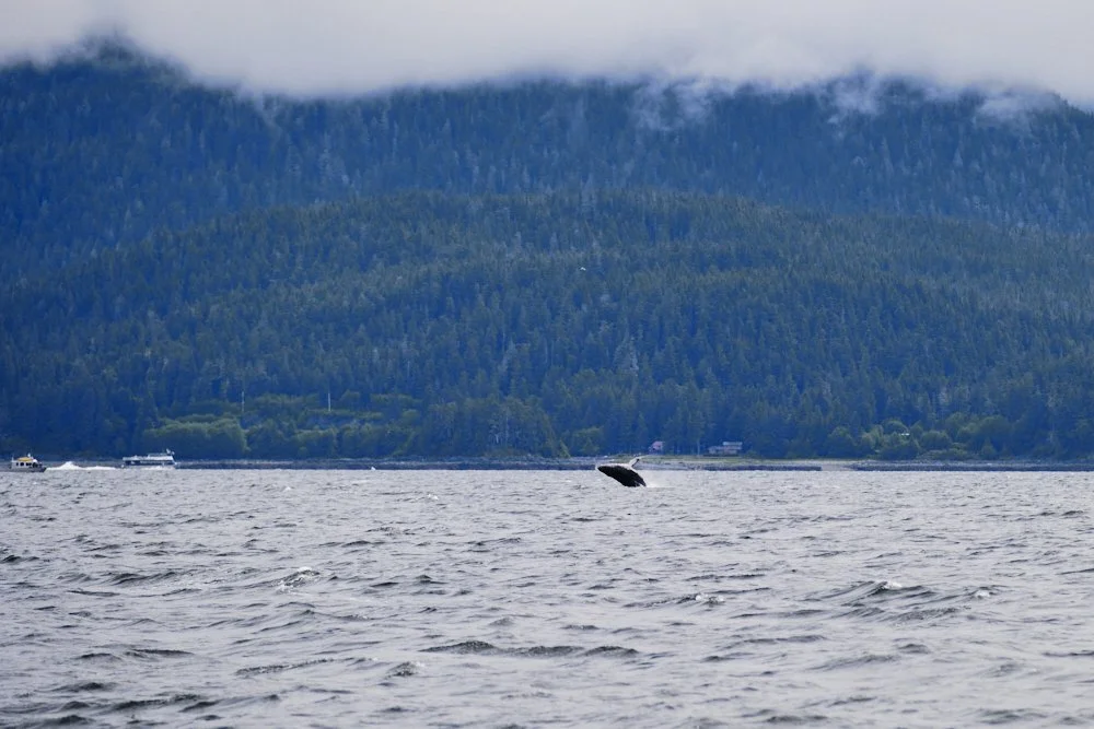 alaska disney cruise juneau auke bay whale watching excursion breaching