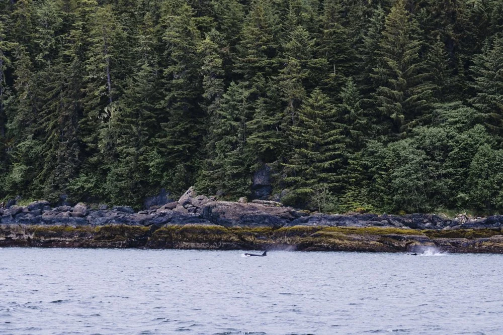 alaska disney cruise juneau auke bay whale watching excursion orca