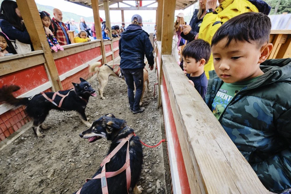 skagway alaska alaskan sled dogs