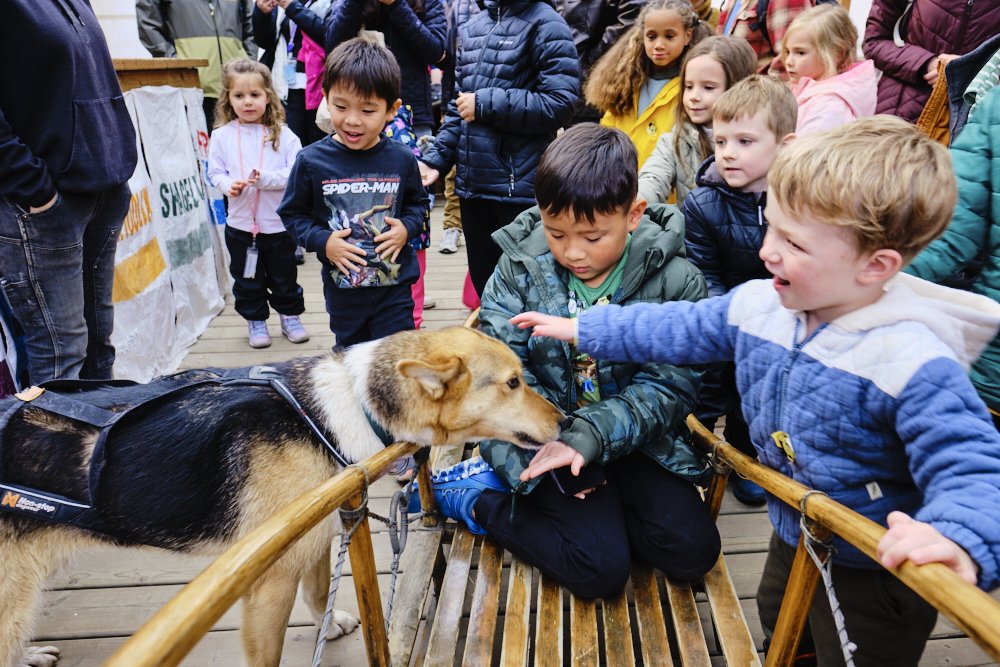skagway alaska alaskan sled dogs
