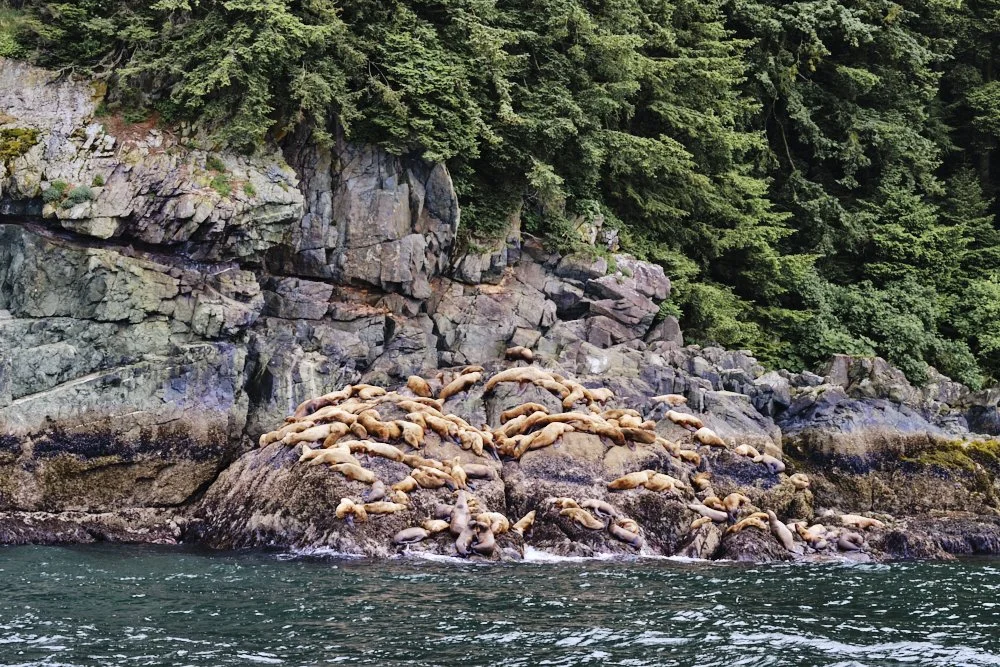 alaska disney cruise juneau auke bay whale watching excursion seal