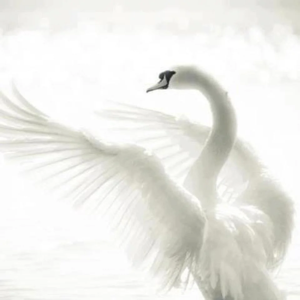 Time To Fly + C-C-C-CORE